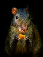 Aguti stredoamericky - Dasyprocta punctata - Central American Agouti 3554